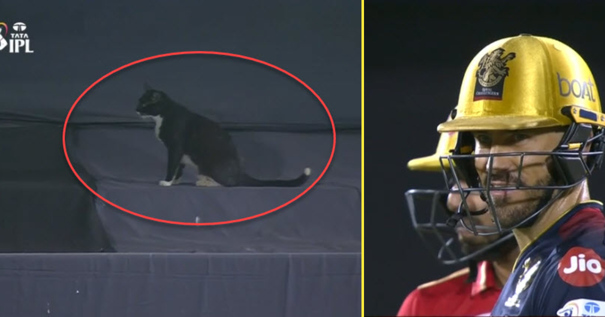 video-amazing-drama-shown-in-live-match-black-cat-stopped-the-match